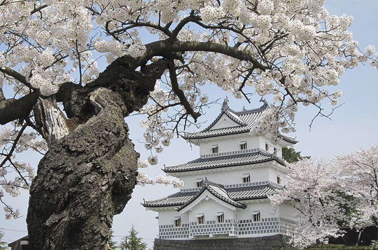新発田城と桜の見事な共演が今年も楽しめる！