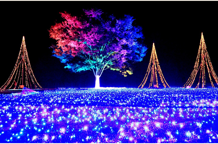 公園のシンボルツリーをライトアップする「光の海」