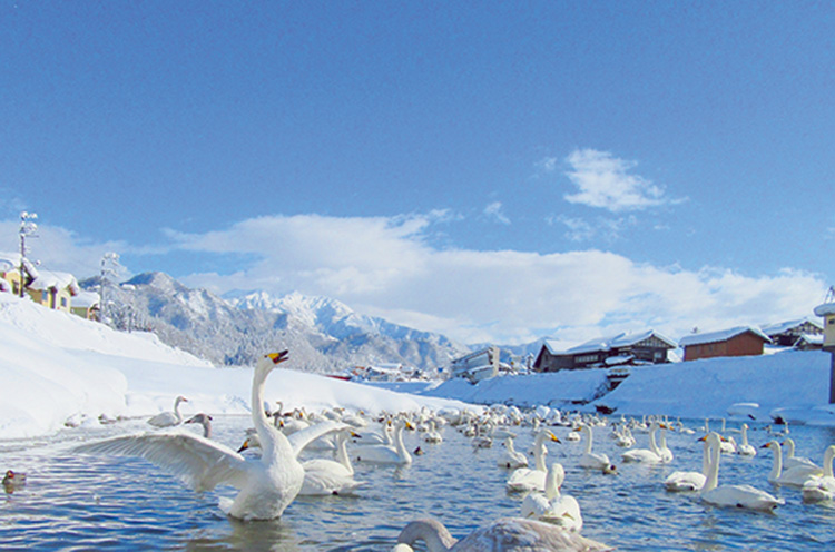 三条市】五十嵐川に約400羽の白鳥が飛来。悠々と泳ぐ白鳥の姿を見に行
