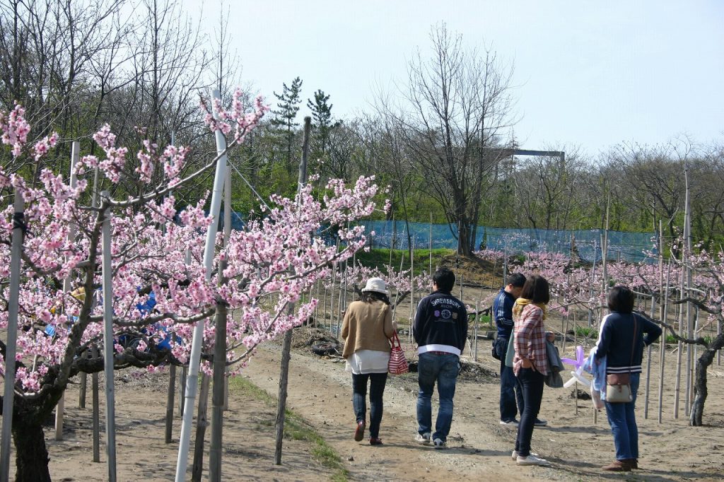 刈羽村 桃 のprを兼ねた 桃の花見フェスティバル を今年も開催 日刊にいがたwebタウン情報 新潟のグルメ イベント おでかけ 街ネタを毎日更新