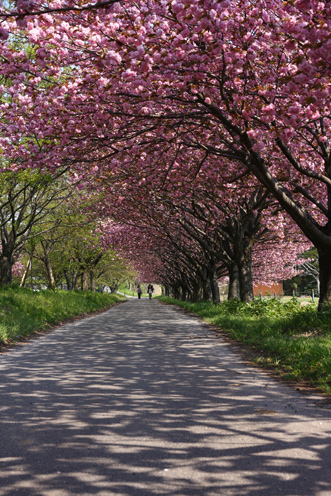 加治川の春の桜