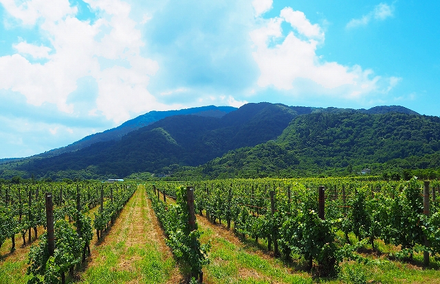 角田山の麓にあるぶどう畑。ここから美味しいワインが醸造される