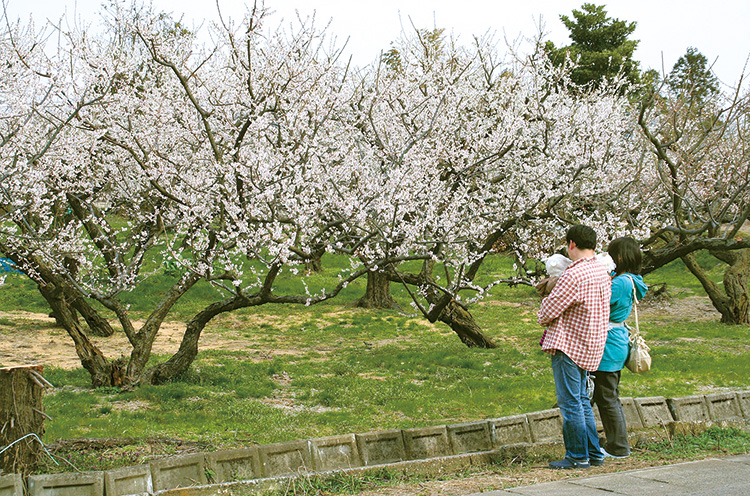 新潟市 梅の生産地として有名な江南区亀田地区で可憐な梅の花を楽しもう 日刊にいがたwebタウン情報 新潟のグルメ イベント おでかけ 街ネタを毎日更新