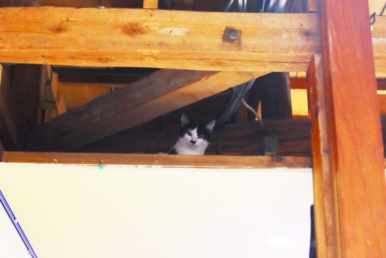 こちらは新入り猫・ちょびたん。屋根裏スペースが定位置。お披露目はもう少し先になりそう