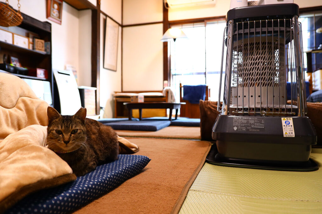 里親さがし猫カフェ おっぽ のびのび暮らす猫たちにほっこり 県内初の譲渡型保護猫カフェ 新潟市中央区三和町