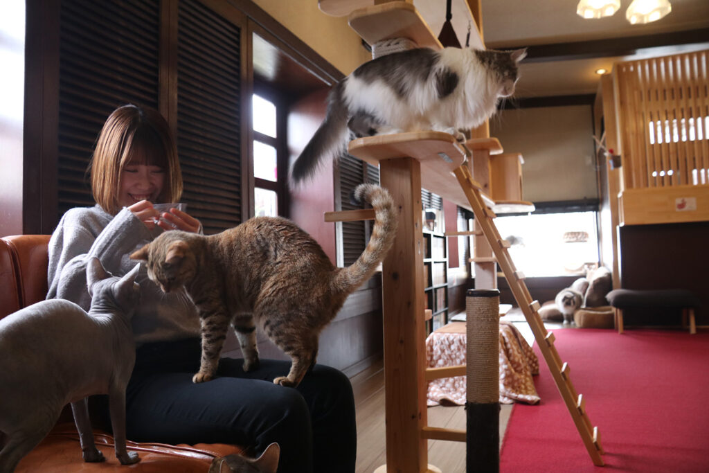 猫鳴館 小さい猫カフェならではの距離感を楽しんで 新潟市南区 ねこめいかん 日刊にいがたwebタウン情報 新潟のグルメ イベント おでかけ 街ネタを毎日更新