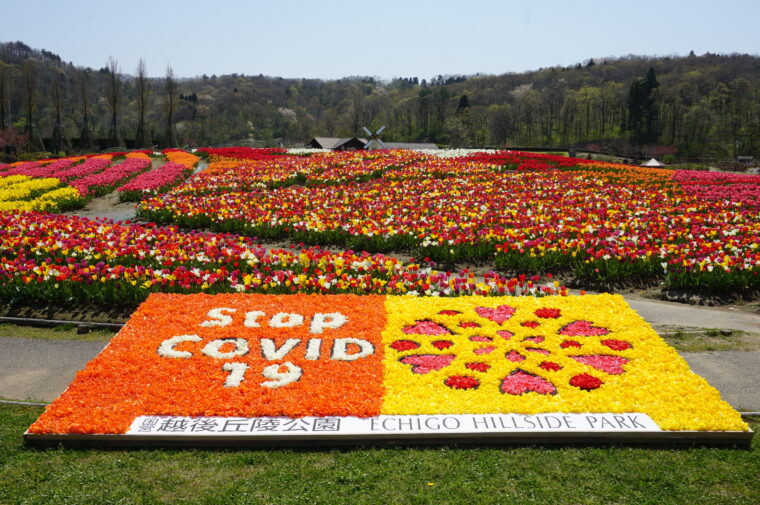 花絵プロジェクト。摘み取ったチューリップを使って作った巨大な花絵が登場します！