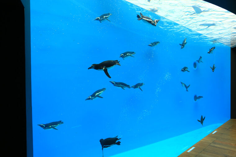空を飛ぶように泳ぐマゼランペンギン