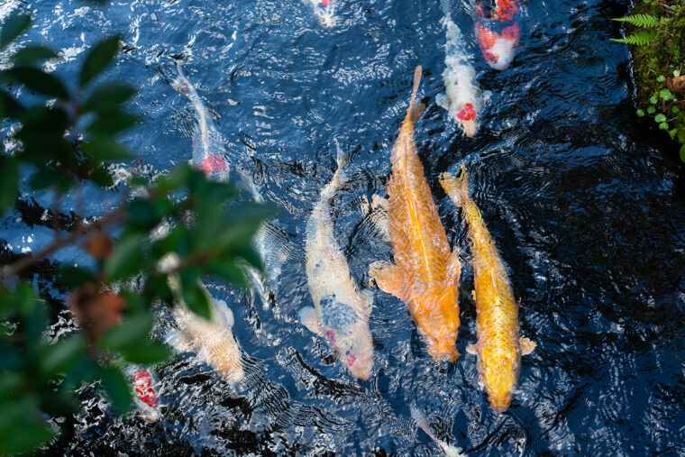 庭園には鯉が泳いでいます
