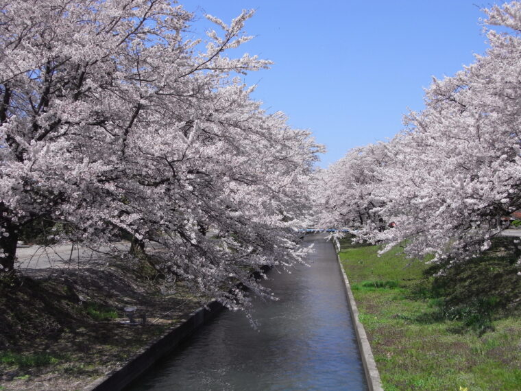 【詳しい情報はクリック】新江用水路の桜並木