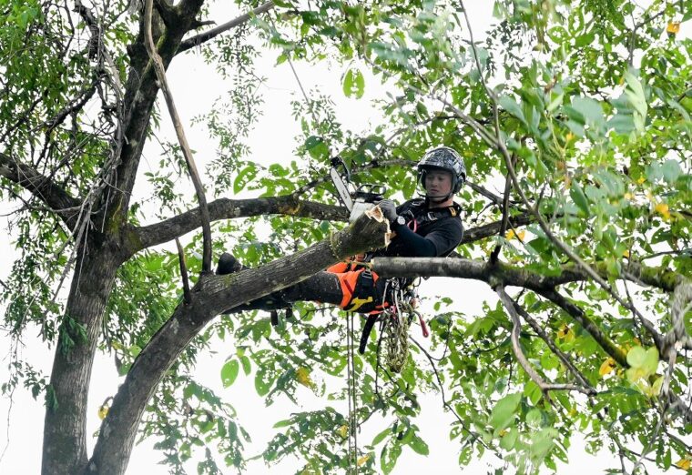 木の上の不安定な体勢でもロープを支えに木を伐る服部さん。特殊伐採の作業中のワンシーン