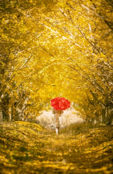 ＜撮影者コメント＞銀杏並木に秋の光が差し込み、キラキラの世界を演出してくれました。