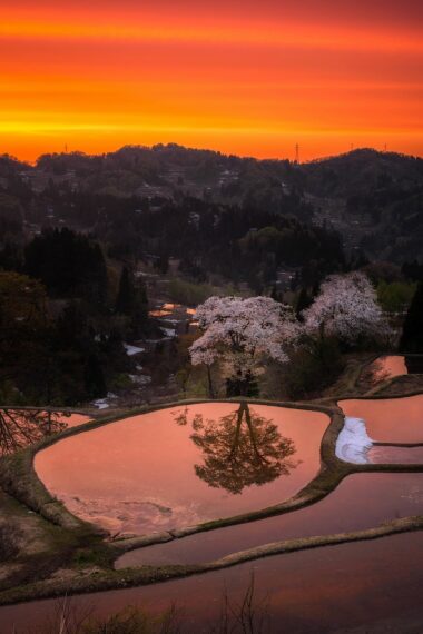 ＜撮影者コメント＞儀明の棚田の桜を撮影しました。夕焼けに染まる水田と桜がとても美しかったです。