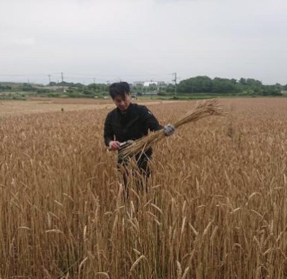 小麦を収穫する板場さん