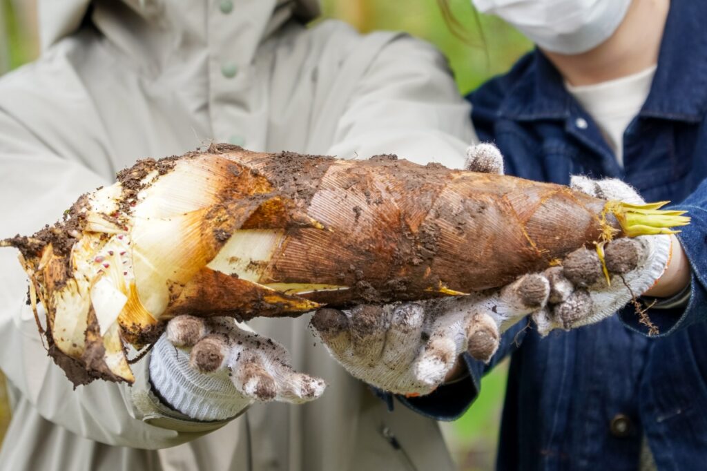 たけのこまつり】田上特産の掘りたてタケノコ直売会や、タケノコ掘り
