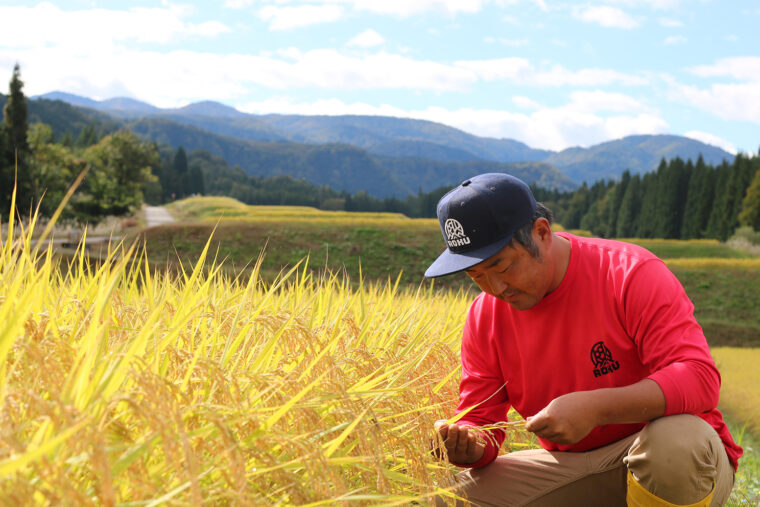 苗場山の麓で、昔ながらの方法でお米を栽培しています