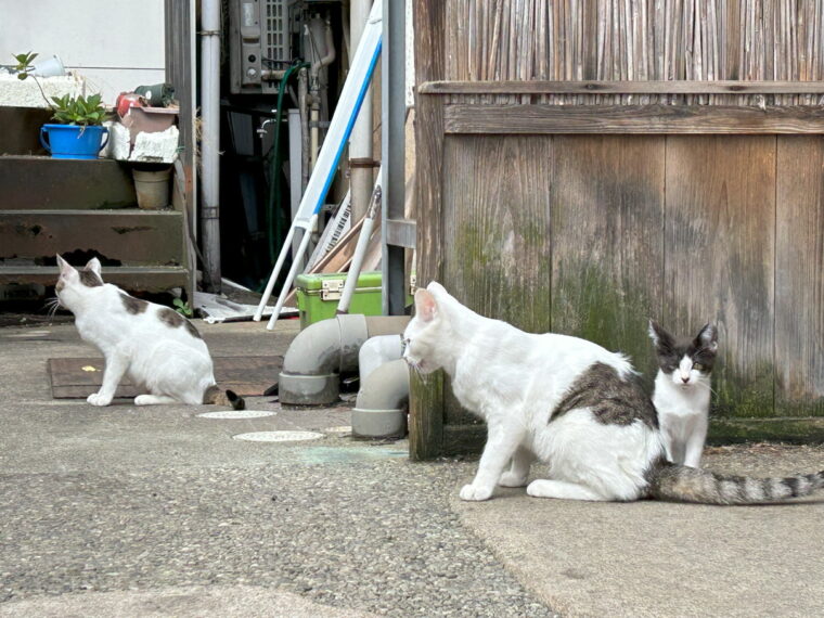江戸分久作の外にいた猫ちゃんたち