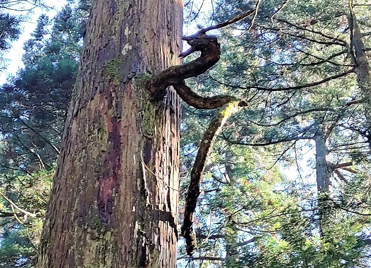 これが慈光寺参道の杉並木にある龍神杉。まさに龍の姿です！