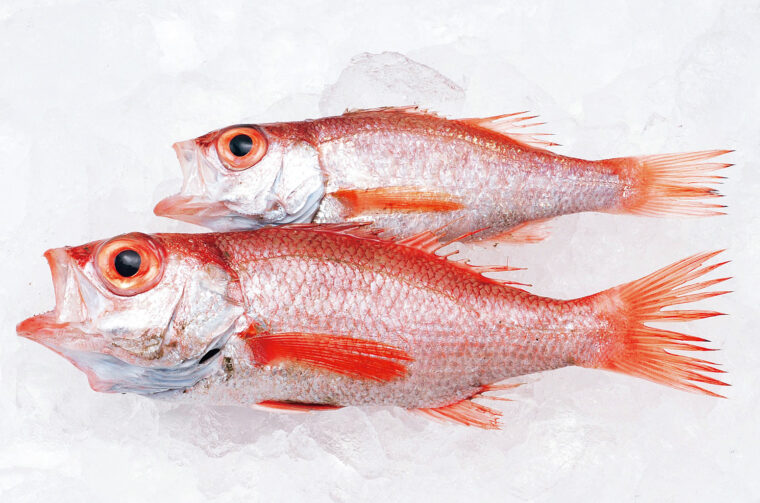 白身の大トロとして知られ、年間を通して脂が乗った魚です。新潟では、7～8月は型が大きなものが流通し、9月は漁獲が多い「夏の魚」です
