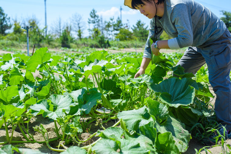 「手間はかかりますが私たちも楽しみに作っています」と堀美鈴さん。新潟へのUターンをきっかけに、海沿いに広がる砂丘地畑の一角で農業をスタート