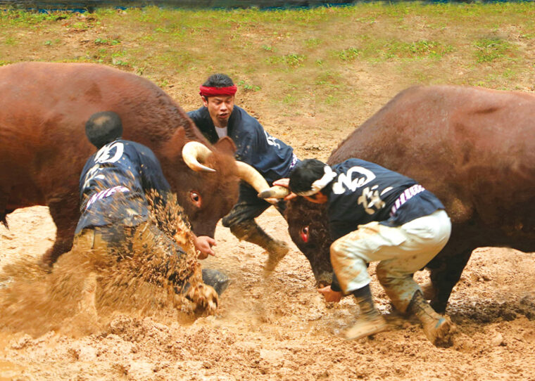 小千谷市・おぢや牛の角突き（千秋楽）】体重1トンの牛がぶつかり合う！迫力満点の角突きを見に行こう