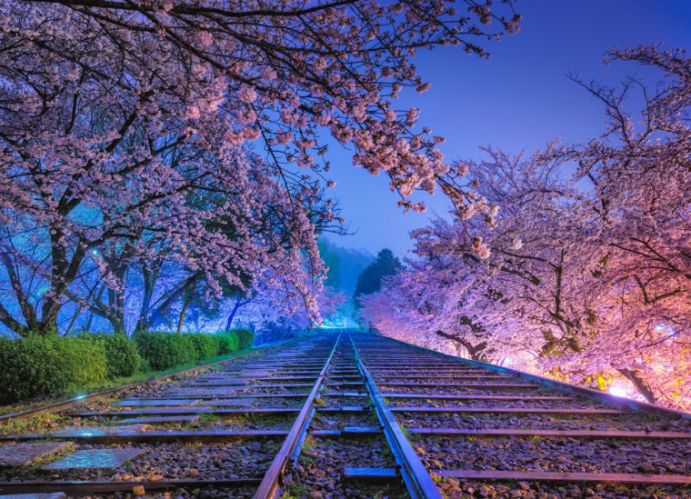 《夢の軌道 ー桜ー》京都府 ©KAGAYA