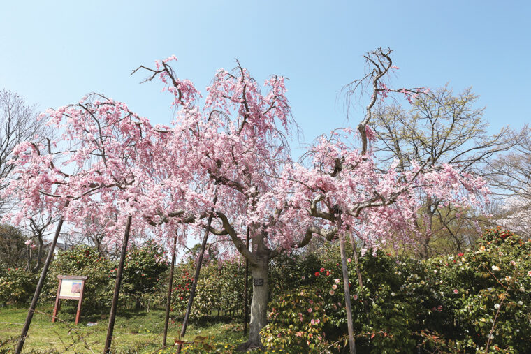 仙台のしだれ桜の血筋です