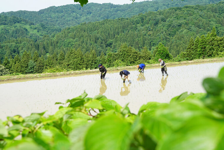 上越市安塚区にある小さな天水田は豊かな自然環境に囲まれている