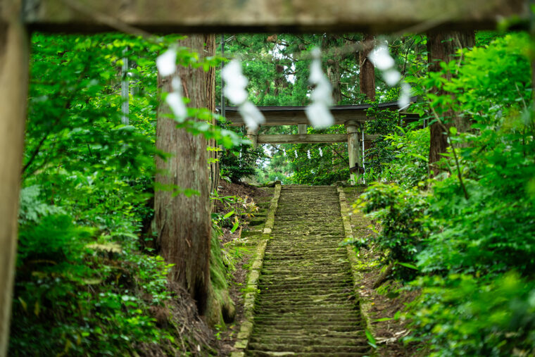 苔がむした石段と木々の緑はまるで物語の世界にいるよう