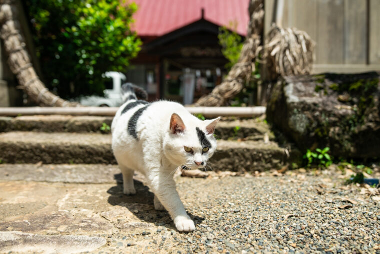 人懐っこい看板猫のちょろみちゃん。境内を案内してくれることも！