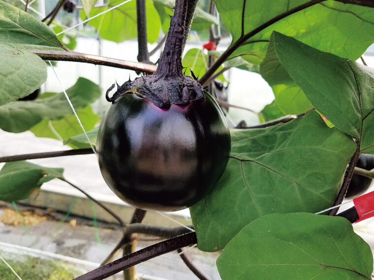 別名「黒いダイヤ」とも呼ばれる「越の丸茄子」