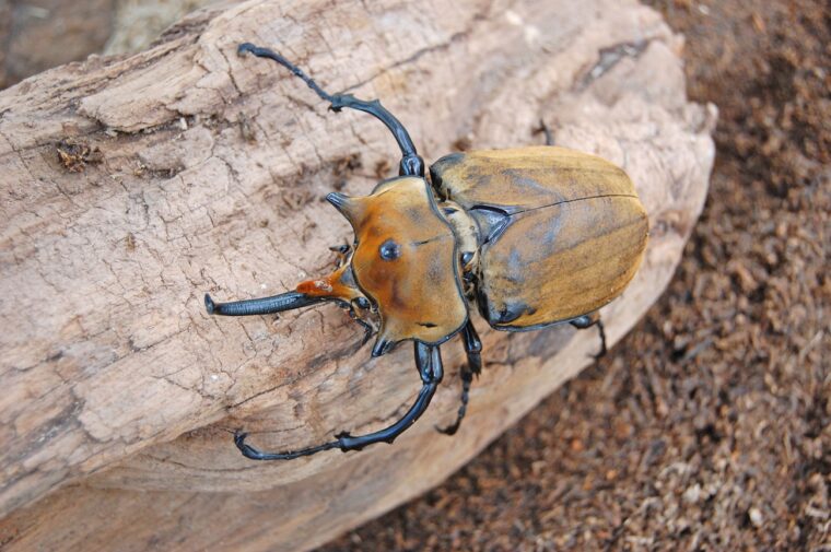 ゾウカブトほか、貴重なカブトやクワガタを見ることができる