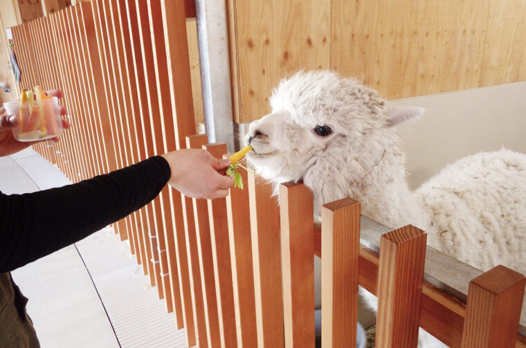 ②動物ふれあいセンター／餌やり体験でアルパカと触れ合う