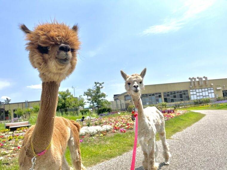 かわいいアルパカたちがキラキラガーデンにお目見え！