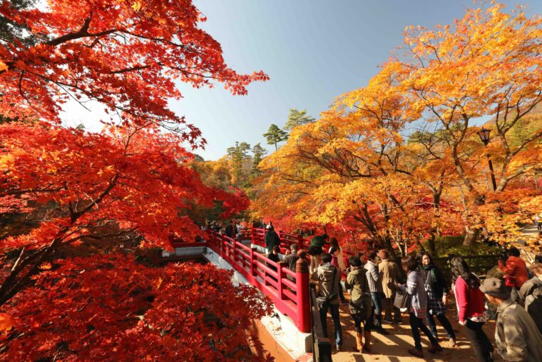 秋の弥彦公園。朱色に塗られた観月橋と紅葉が織りなす景色は訪れる人の心を和ませる