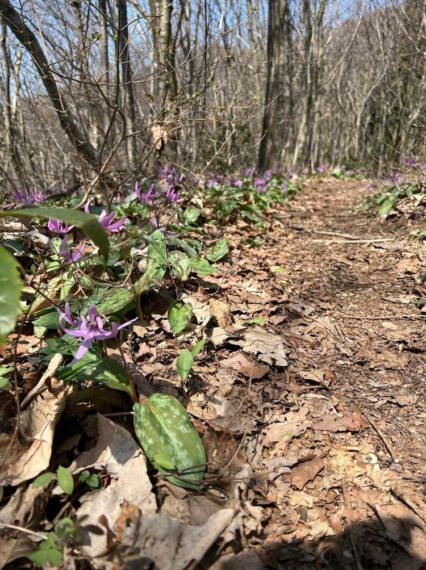 春には群生するカタクリを見ることができる下渡山