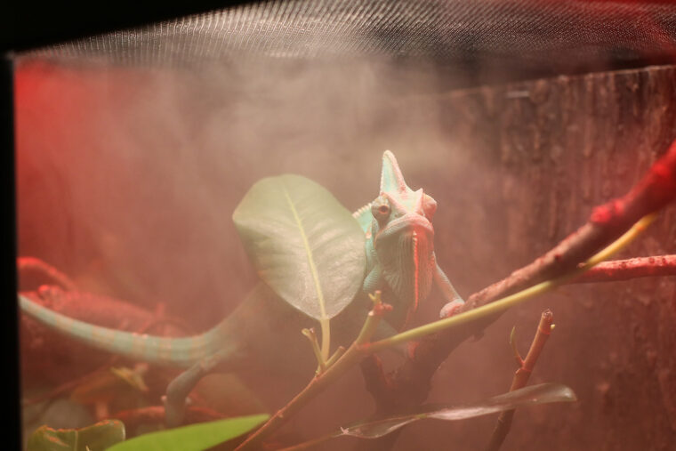 店内入口にはカメレオンのレオナルド君が！