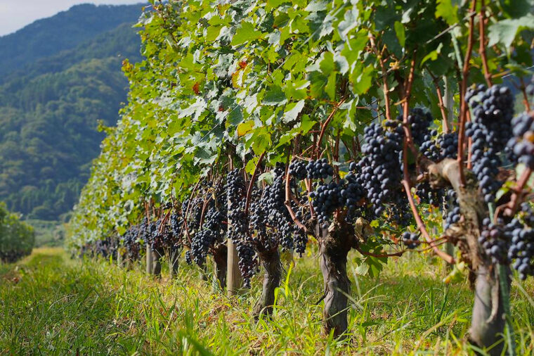 角田山麓のブドウ畑