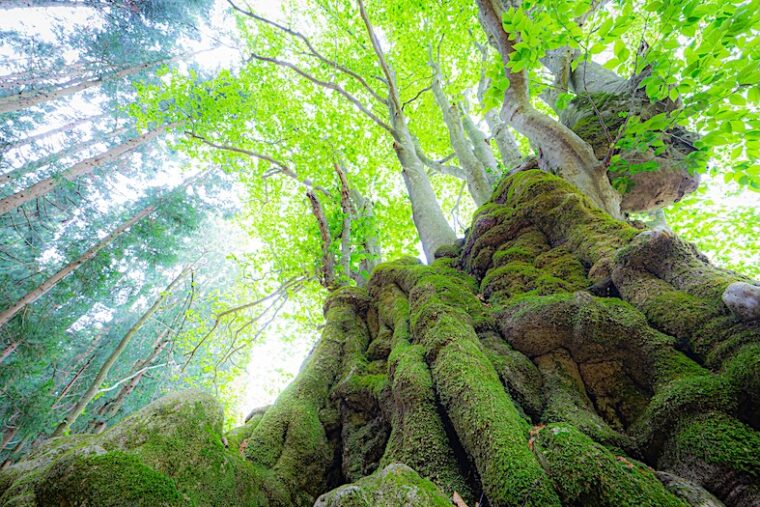坂井弘司さん 『神木』