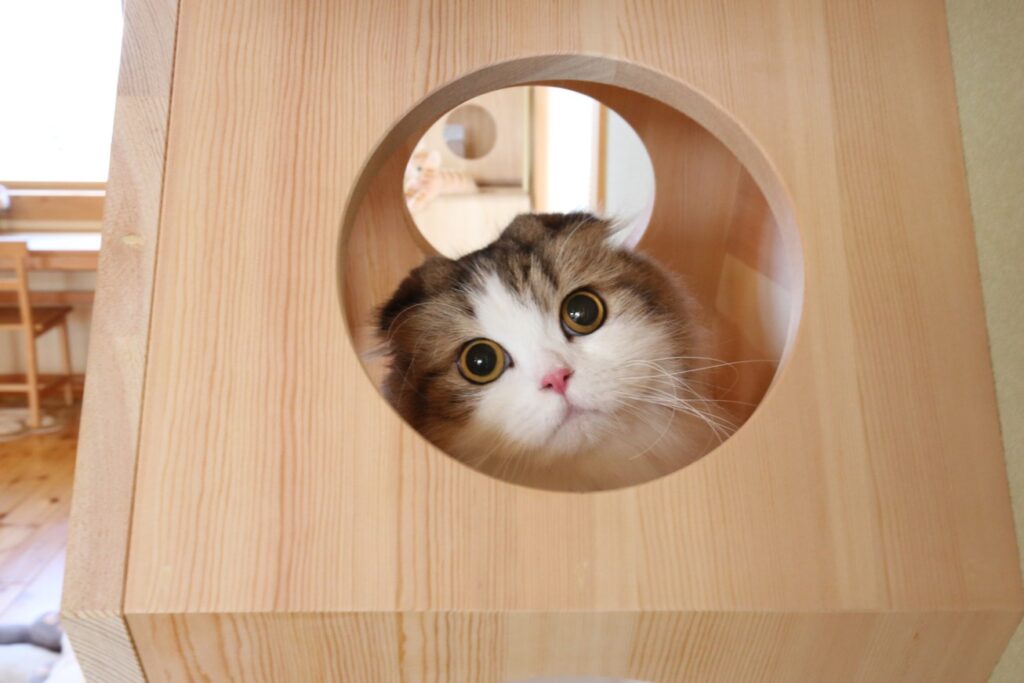 【夢ハウス 県央モデルハウス ペット住宅体験キャンペーン】愛猫の名前が入った猫のひげケースをプレゼント!|燕市
