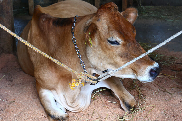 ジャージー牛もいます！