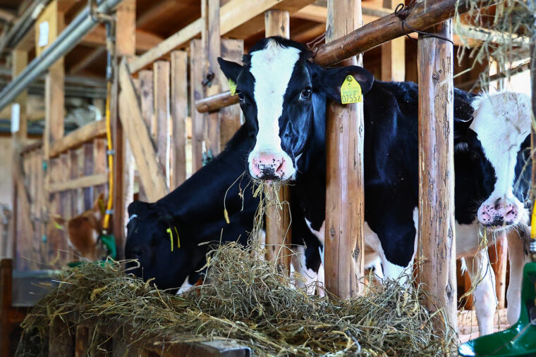 かわいい子牛がたくさん！