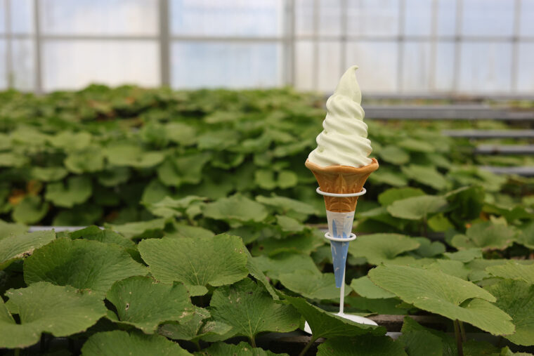 『わさびソフトクリーム』（450円）