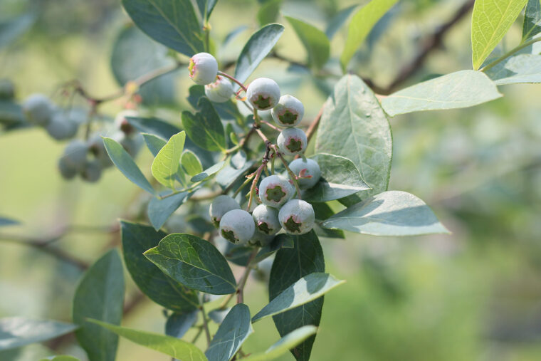 取材時は7月上旬。屋外に設置された鉢植えのブルーベリーが実を付けていました！