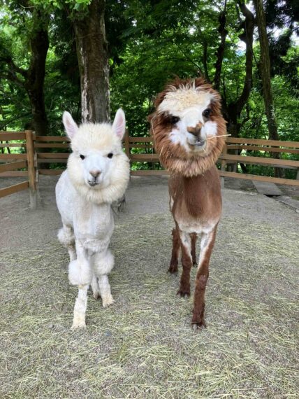 山頂わくわく遊園にアルパカがやってくる