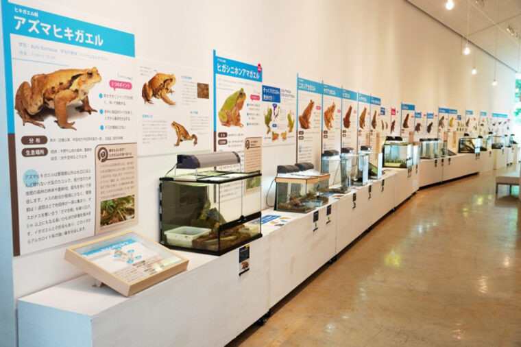 パネルと生態展示で両生類をわかりやすく紹介
