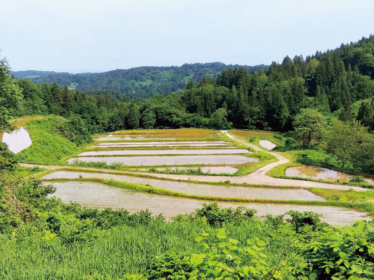 上越市・高尾の棚田