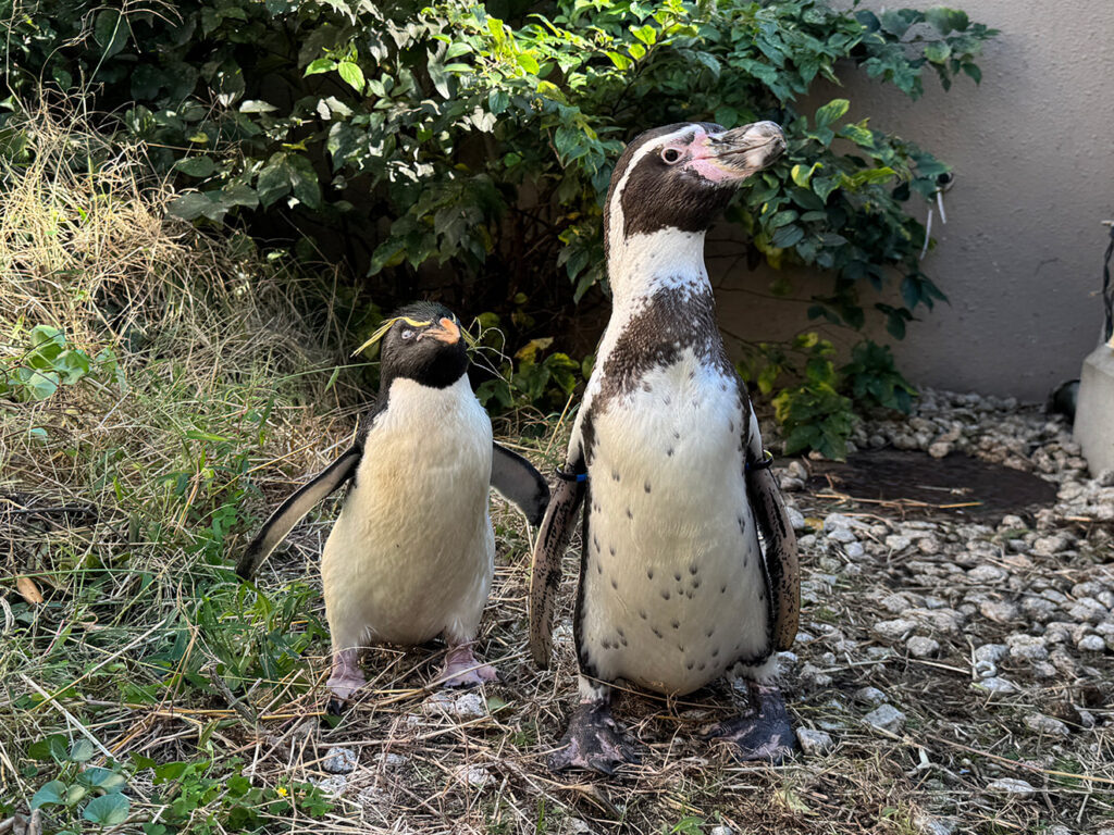 ミナミイワトビペンギン解説】マリンピア日本海の2種類のペンギンを