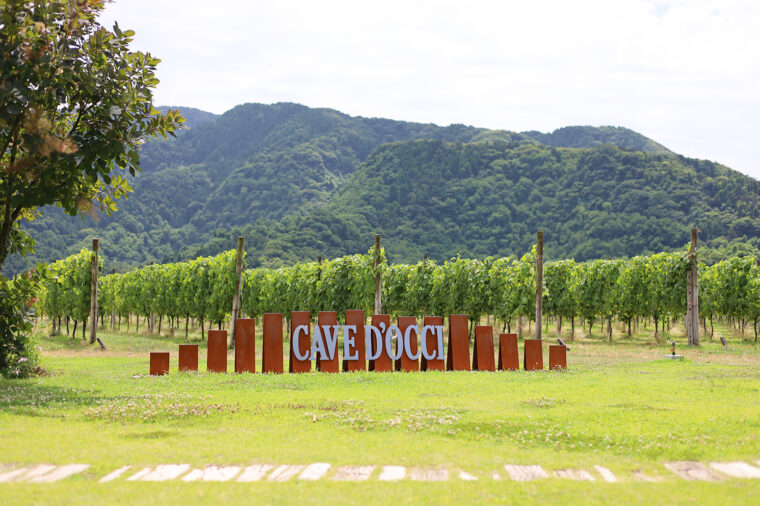 ワイナリーの周 辺一帯はブド ウ畑。ワイン好 きなら一度は 訪れたい