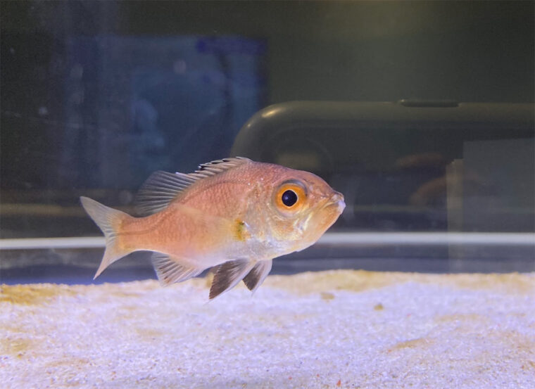 アカムツ（ノドグロ）